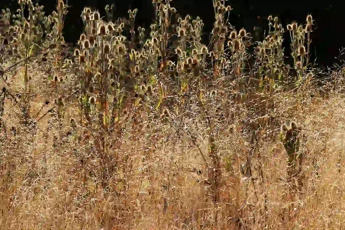 καθαρισμός οικοπέδων απομάκρυνση χόρτων